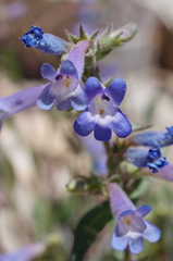 Penstemon decurvus
