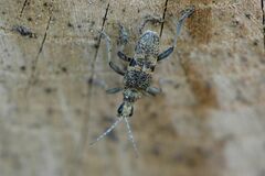 Rhagium mordax