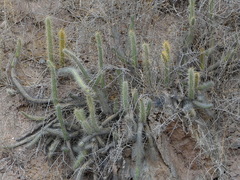 Corryocactus erectus