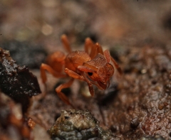 Cyphomyrmex