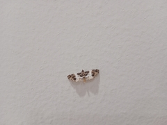 Paracymoriza semifascialis