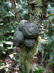 Drypetes ivorensis