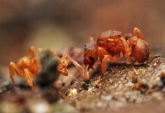 Cyphomyrmex
