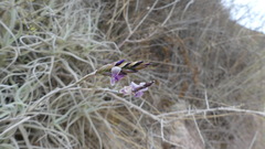 Tillandsia paleacea