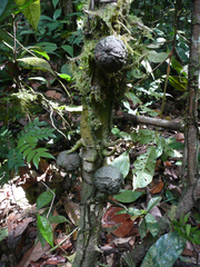 Drypetes ivorensis