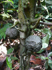 Drypetes ivorensis