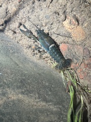 Pacifastacus leniusculus