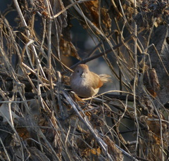 Sinosuthora webbiana