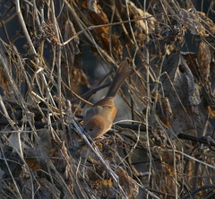 Sinosuthora webbiana