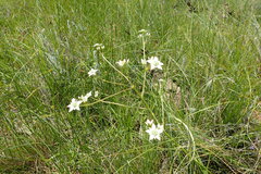 Alepidea longeciliata