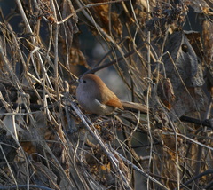 Sinosuthora webbiana