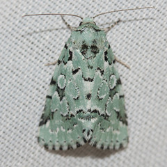 Bryolymnia viridata