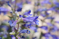 Penstemon decurvus