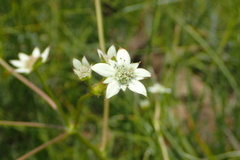 Alepidea longeciliata
