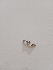 Paracymoriza semifascialis
