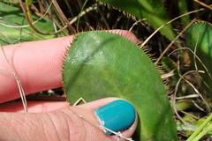 Alepidea longeciliata