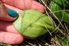 Alepidea longeciliata
