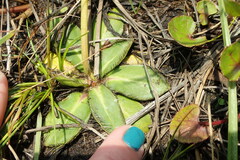 Alepidea longeciliata