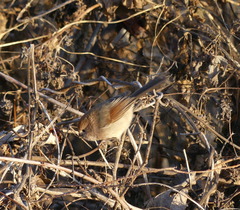 Sinosuthora webbiana