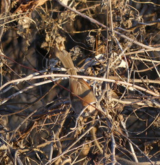 Sinosuthora webbiana