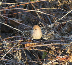 Sinosuthora webbiana