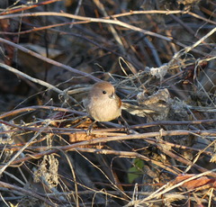 Sinosuthora webbiana