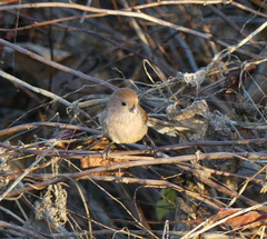 Sinosuthora webbiana
