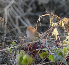 Sinosuthora webbiana