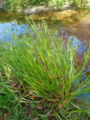 Juncus prismatocarpus