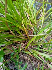 Juncus prismatocarpus
