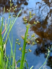 Juncus prismatocarpus