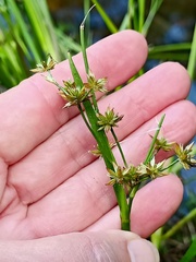 Juncus prismatocarpus