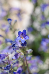 Penstemon decurvus