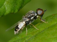 Nemotelus notatus