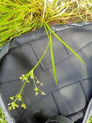 Juncus prismatocarpus