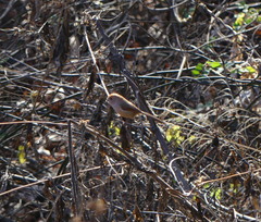 Sinosuthora webbiana
