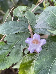 Strobilanthes pentastemonoides