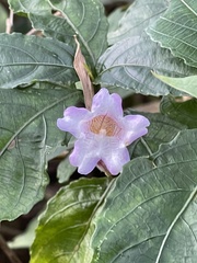 Strobilanthes pentastemonoides