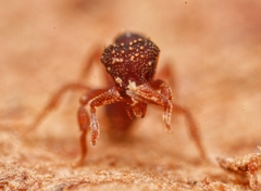 Eurhopalothrix gravis