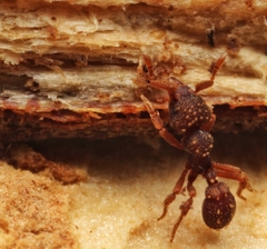 Eurhopalothrix gravis