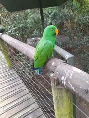 Eclectus roratus