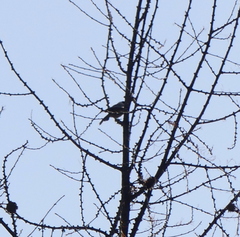 Poecile palustris