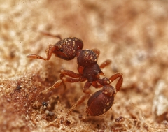 Eurhopalothrix gravis