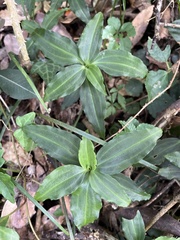Goodyera foliosa