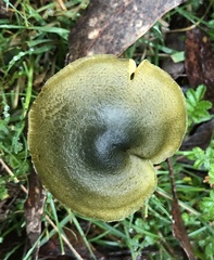 Cortinarius austrovenetus