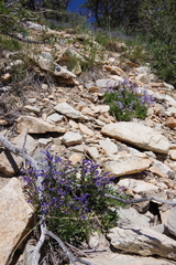 Penstemon decurvus