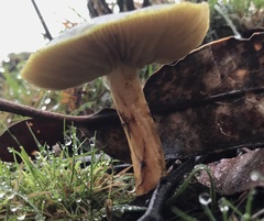 Cortinarius austrovenetus