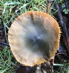 Cortinarius austrovenetus