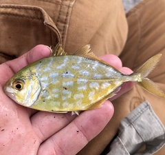Caranx bartholomaei