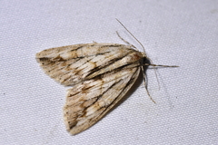 Pseudocoremia lupinata